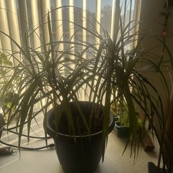 Dracaena