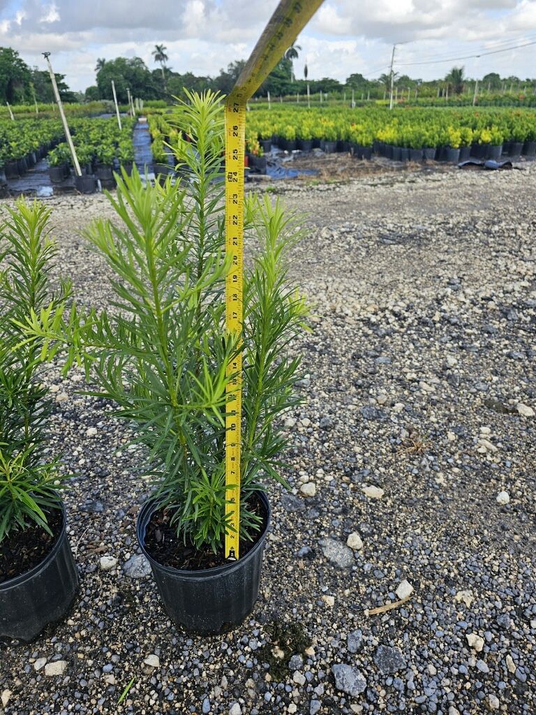 3gallon $7.50 Podocarpus Plants