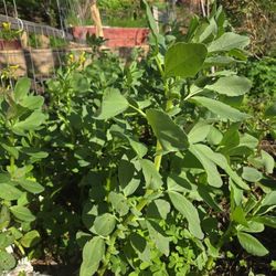 Fava Beans (Vicia faba), $5 Per 6 pack. 