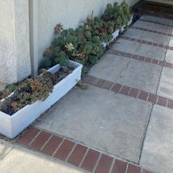 Succulents