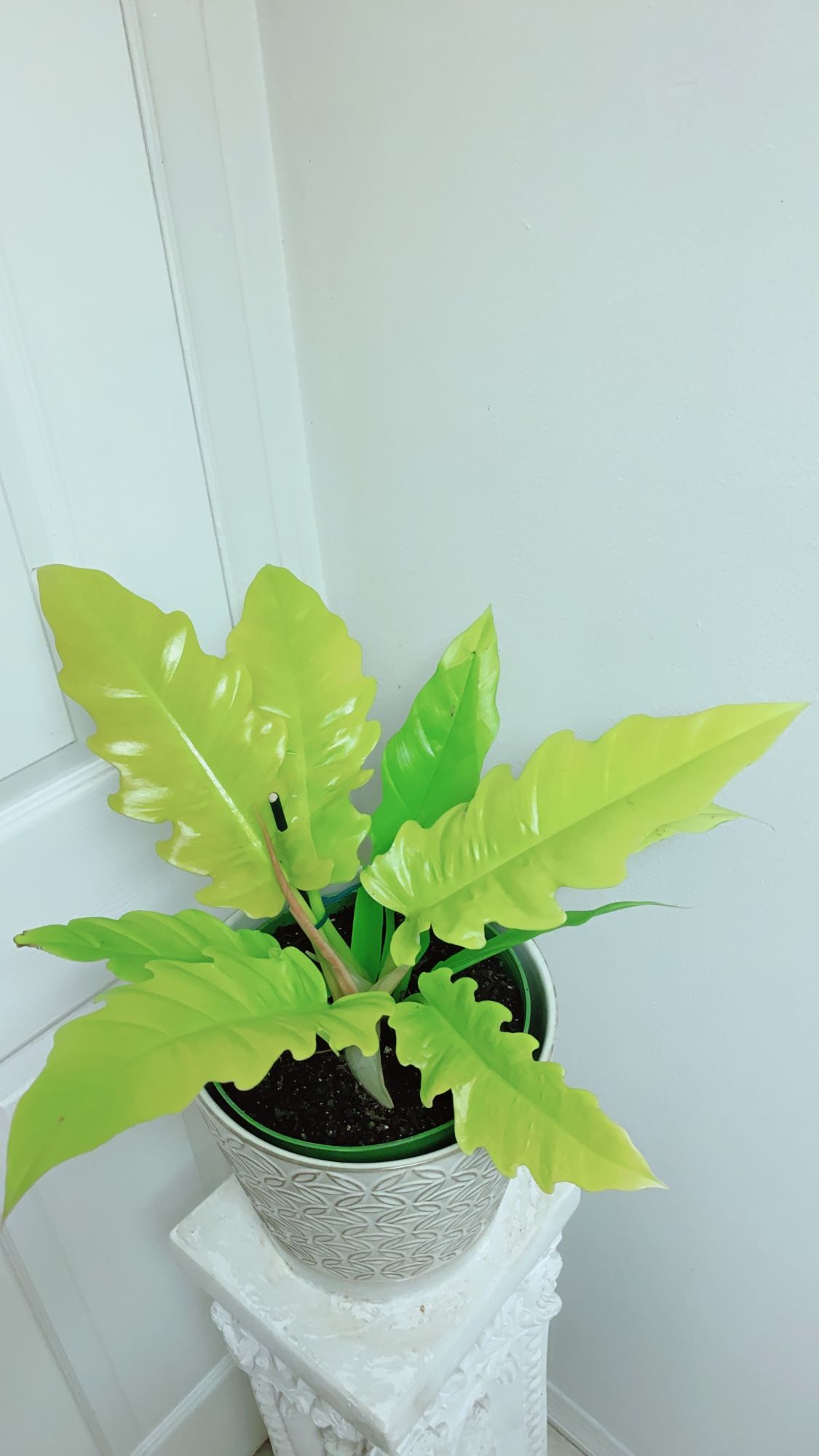 Philodendron Golden Crocodile “ Ring Of Fire ” - 8” Nursery Container - Indoor Plant