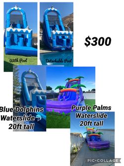 Purple Palms / Dolphins Fun