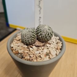 Rare 2 Head pelecyphora aselliformis 