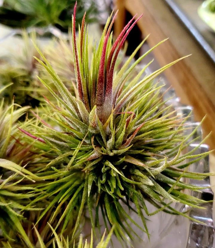Tillandsia Air Plant --- Multiple Varieties Available