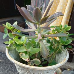 Succulent Flower & Jade Plant with Planter
