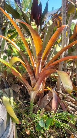 Bromeliad Aechmea Variety Tropical Plant