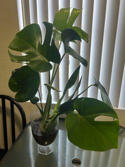 Plant in water monstera