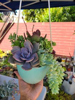 Succulent Hanging Arrangement