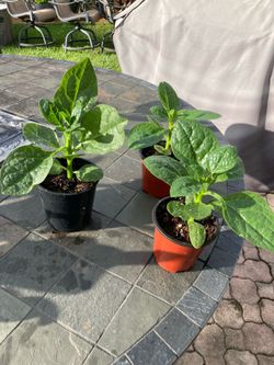 Malabar Spinach - summer heat loving