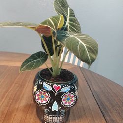 Black Velvet  Alocasia