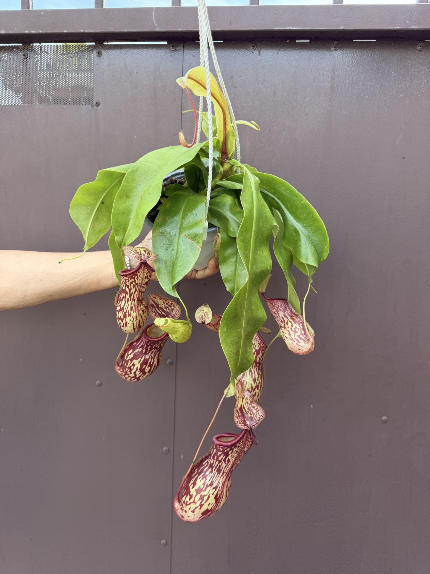 6” pitcher plant gaya 