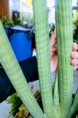 Sansevieria Cylindrica Skyline Large for Sale in Costa Mesa, CA - OfferUp
