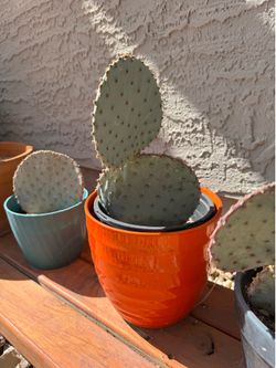 Santa Rita prickly pear
