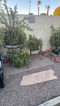 Plants/Succulents