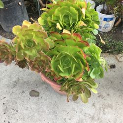 Aeoniums