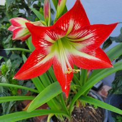 Amaryllis Plant