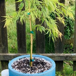 Live outdoor Waterfall Laceleaf Japanese Maple tree plant in a Le Beau ceramic planter pot—firm price