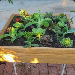 Succulents Plants