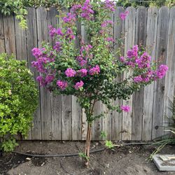 Crape Myrtle Pink 7 Feet Tall It’s In The Ground 