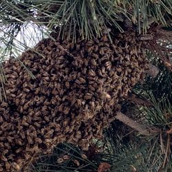 Bees Beehives For Sale!