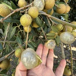 Longan Fruit $10 Per Pound