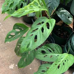 Monstera Esqueleto