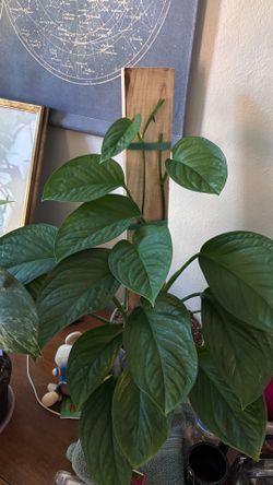 Monstera Peru with cedar plank