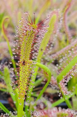 100 Cape Sundew Seeds – Drosera capensis – FREE Care Guide + FREE USA Shipping
