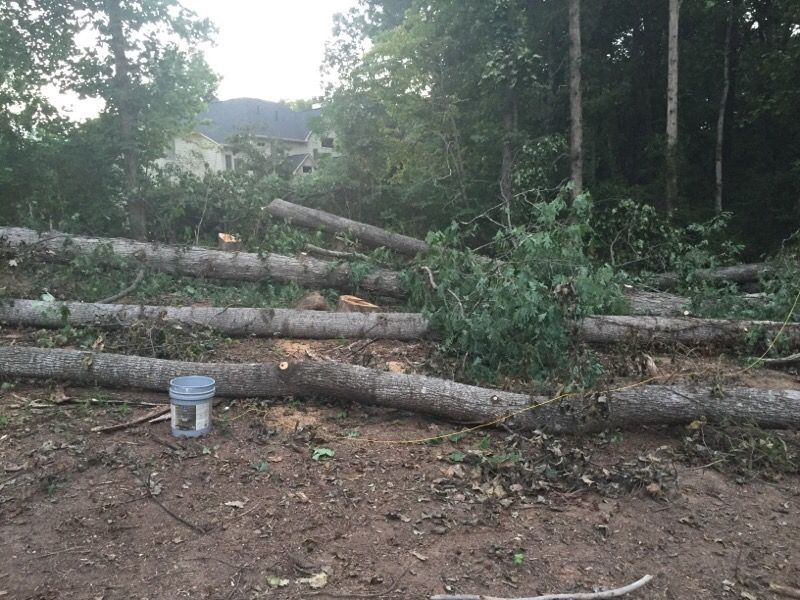 Trees cut for $399
