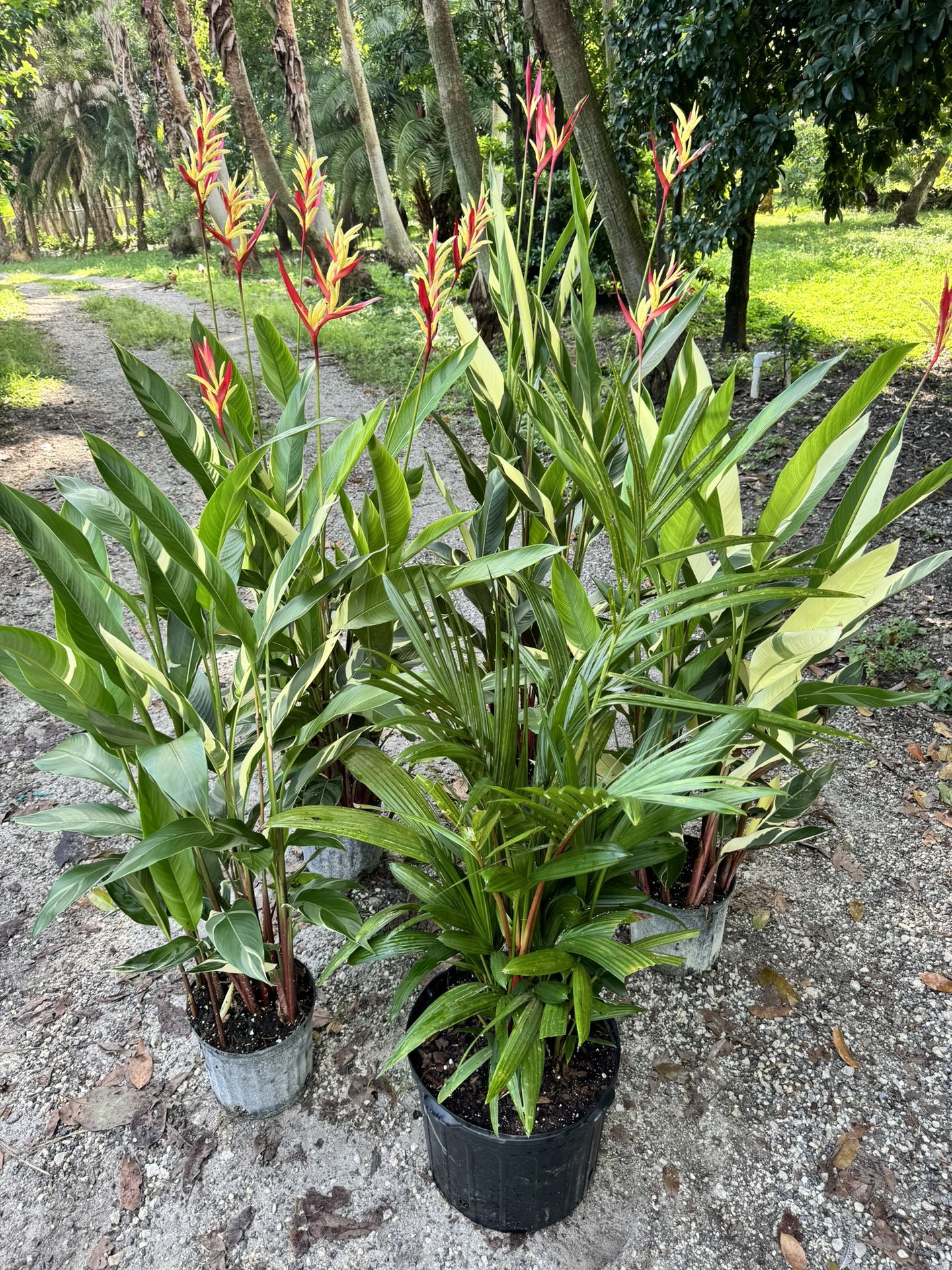 Variegated Heliconia