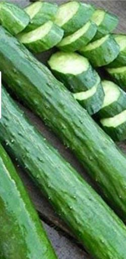 Organic cucmber plant