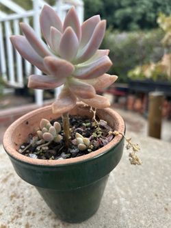 Succulents In Pots
