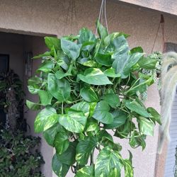 Large Golden Pothos Plant $29