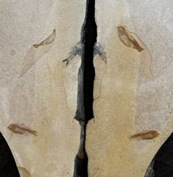 Eocene Fossil Fish in Matched Stone Slabs