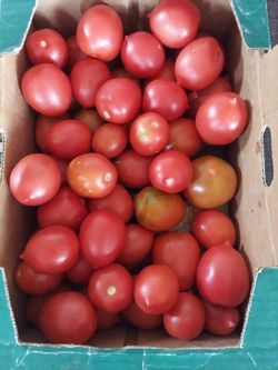 Italian Giannie Tomatoes