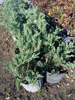 Juniper 3gl $8