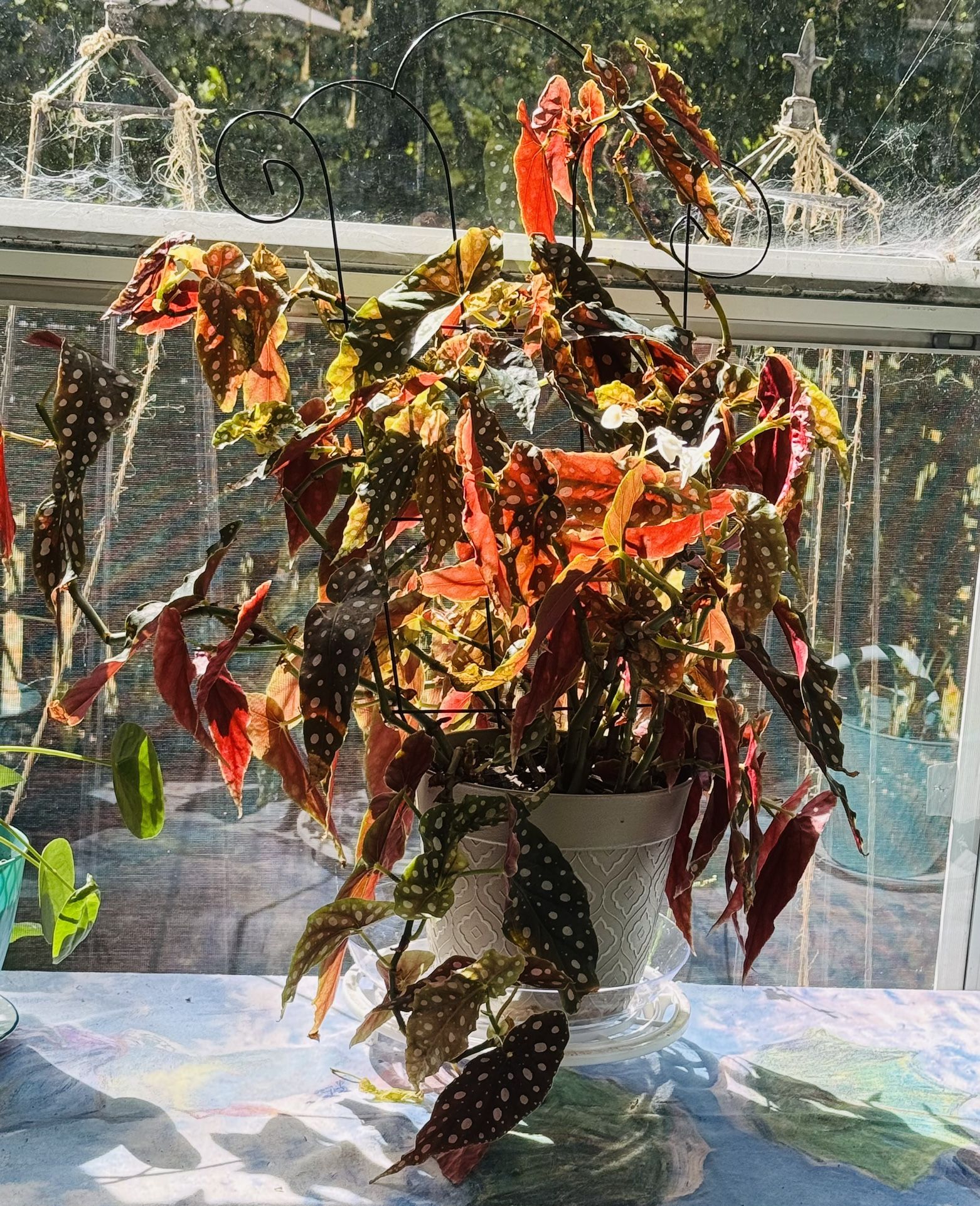 Polka Dot Begonia Plant