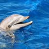 Dolphinlady