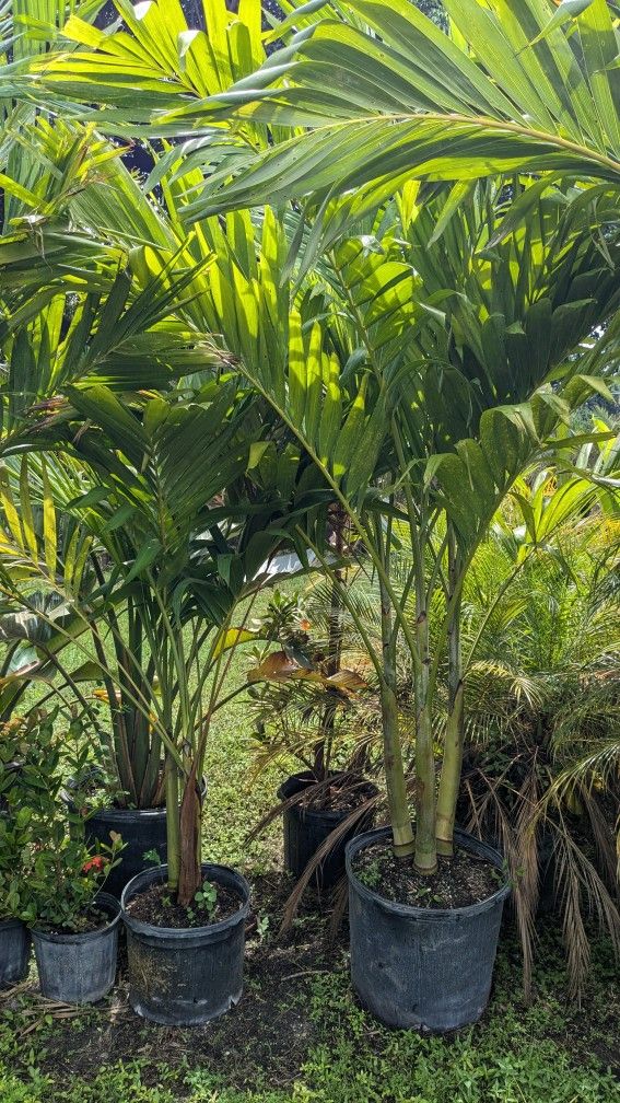 Christmas Palms Over 6 To 7 Feet Tall Instant Privacy Hedge