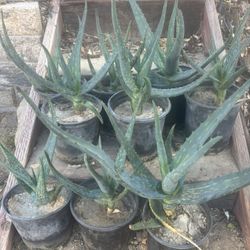 1 gallon aloe plants, fully rooted and ready to plant. cactus succulent