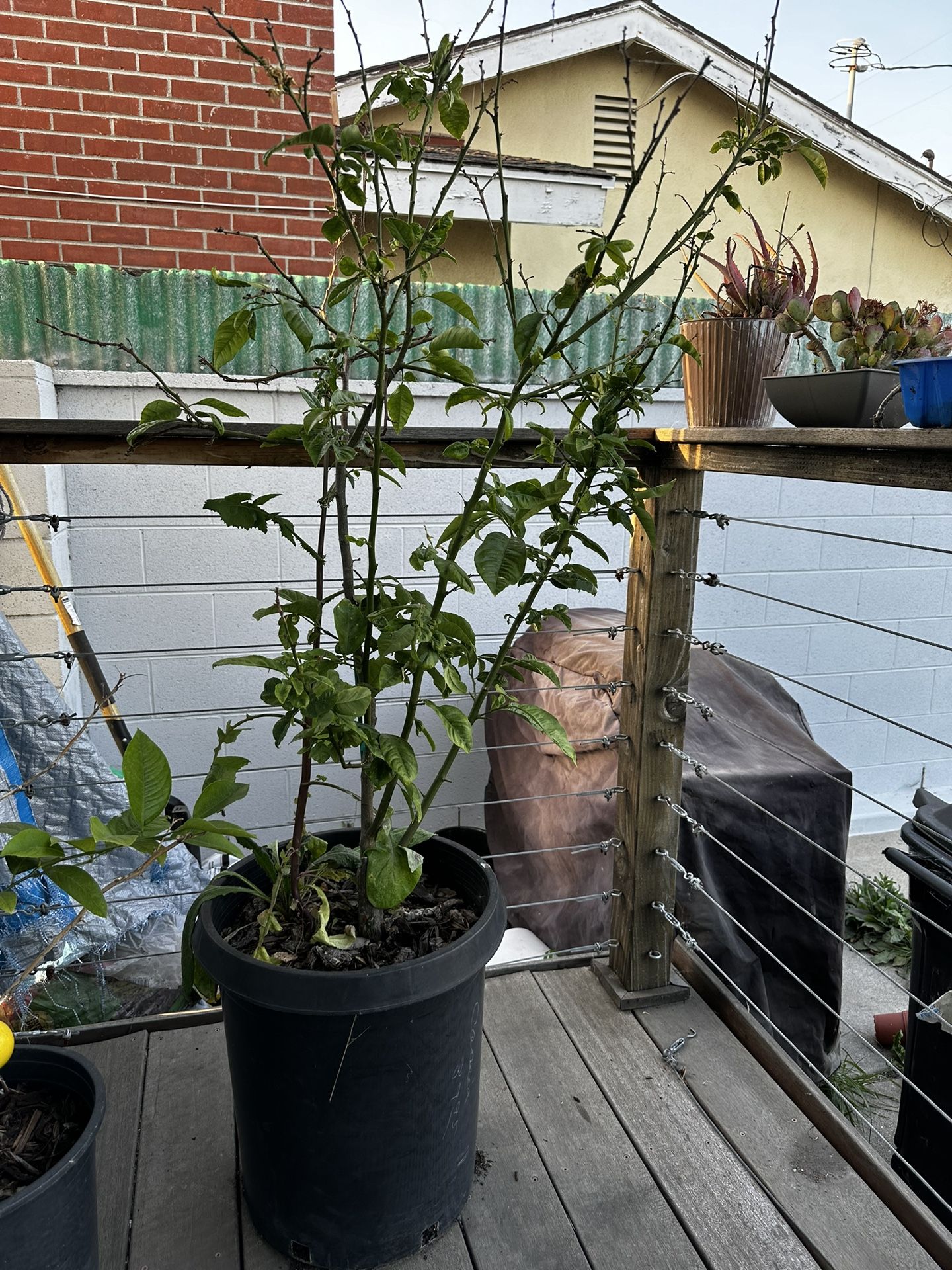Citrus Tree