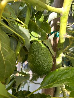 Vendo Árboles De Aguacate 