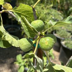 Fig Tree / Igo Tree 