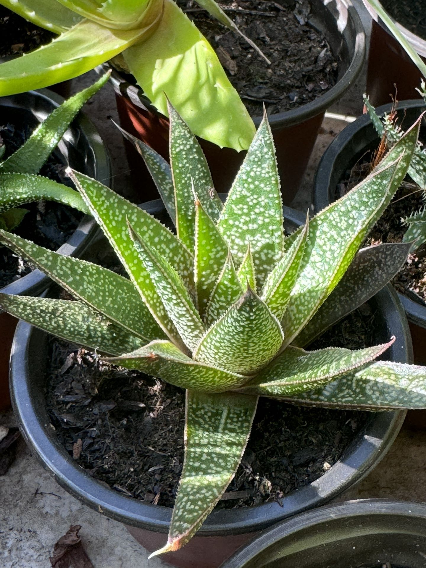 Succulents Plants 4”pot 