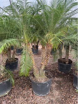 25gal Pygmy palms