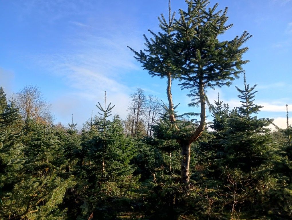U-cut Christmas Trees