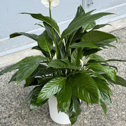 Peace Lily Indoor Plant 