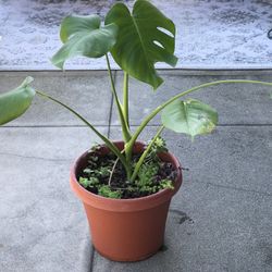 $15 Monstera Plant