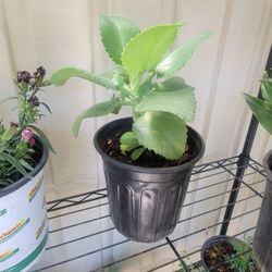Mother Of Thousands Kalanchoe Plant 