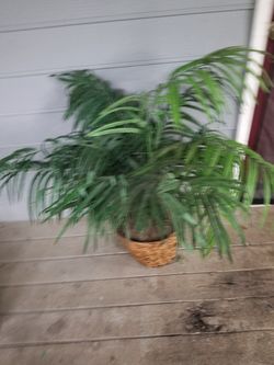 Outdoor decoration plant